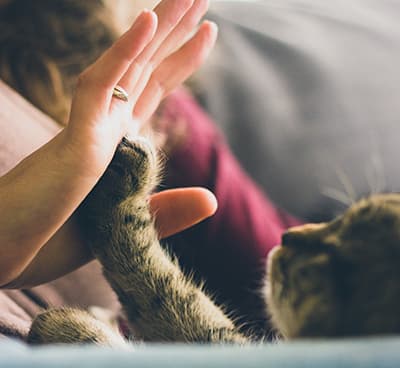 cat giving someone a high-five