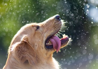 A golden retriever with its tongue hanging out of its mouth