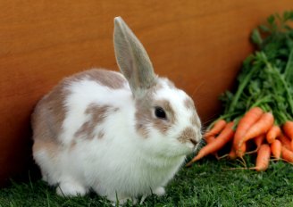A white and brown rabbit standing by some carrots