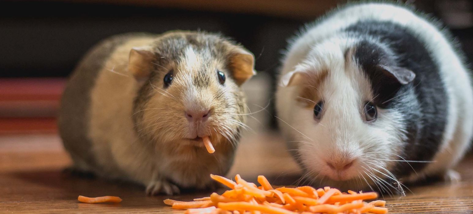 two guinea pigs eating food