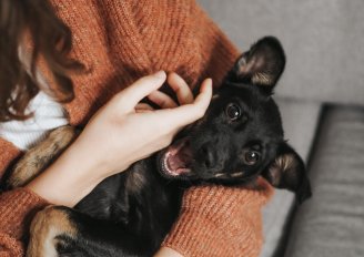 A person holding a black dog